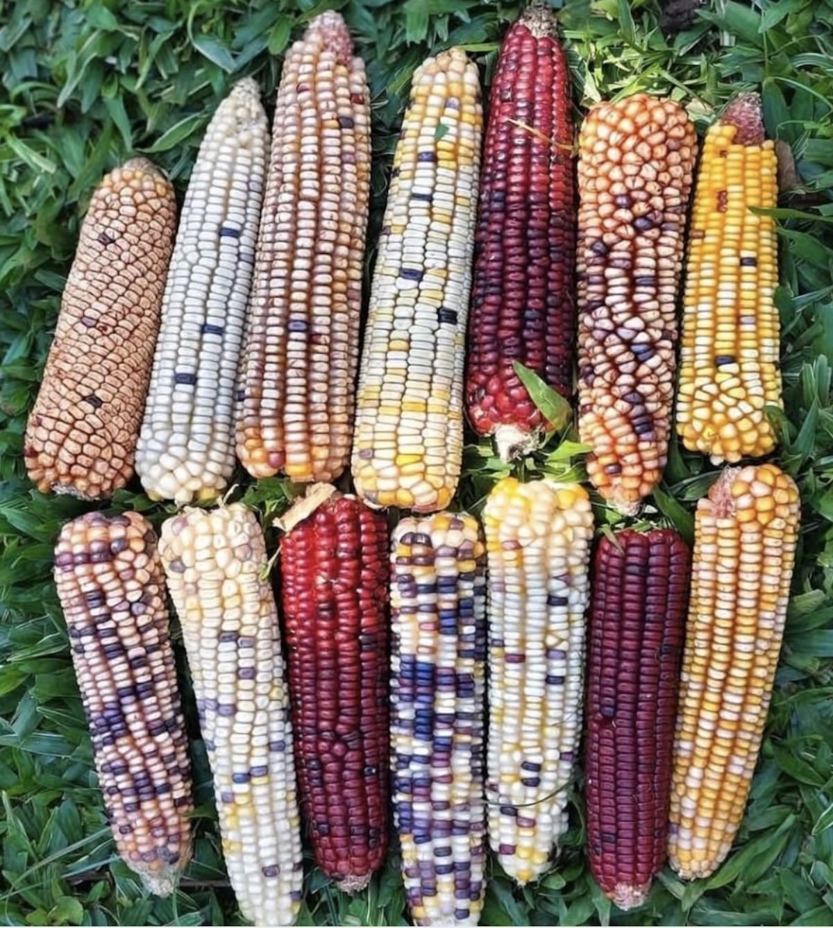 Mexico’s Bold Leap Toward Natural Farming — A Global Wake-Up Call