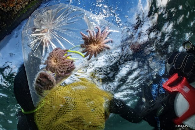 Sunflower Star Lab: First Temporary Experimental Outplanting of Sunflower Stars in California Marks Major Milestone in Ocean Recovery
