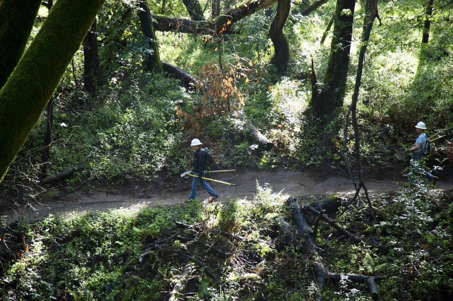 SC Mountain Trails Stewardship: Students' Dig Day, Pogonip Open Space Preserve, Jan 19, 9 am - 3 pm (Martin Luther King Junior Day of Service)