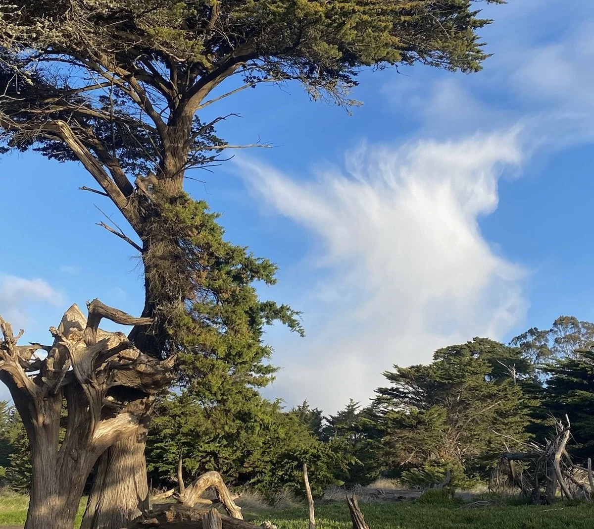 Lighthouse Field State Park: Volunteer Day, Jan 3, 9 am – 1 pm