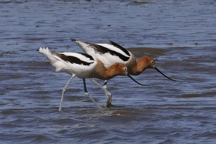 Elkhorn Slough: King Tides - Low Tide Bird Hike, Jan 2, 2 - 4 pm SOLD OUT