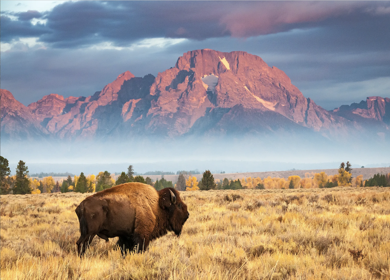 Turtle Island Restoration Network: Our national parks are under immediate threat, and we need your help to protect them!