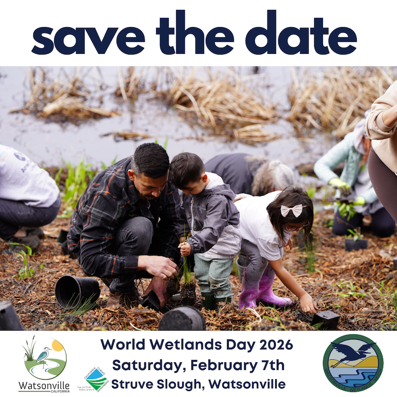 Watsonville Wetlands Watch: World Wetlands Day 2026, Feb 7, 9 am - 1pm