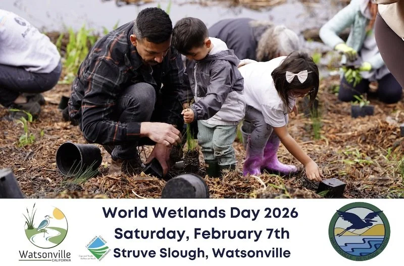 Watsonville Wetlands Watch: World Wetlands Day 2026, Feb 7, 9 am - 1pm