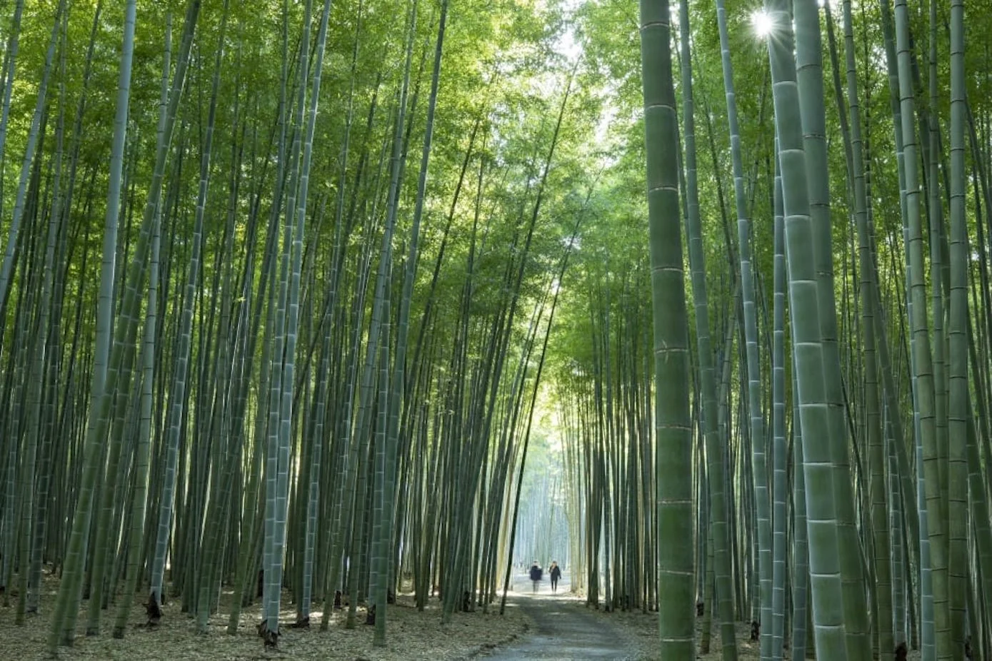 Happy Eco News: Scientists Create Durable Biodegradable Bamboo Plastic That’s Stronger Than Petroleum-Based Materials