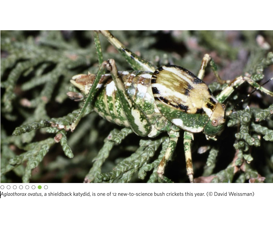 California Academy of Sciences: Scientists Identified 72 New Species in 2025