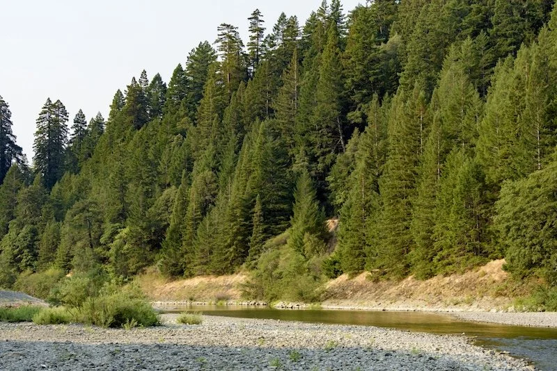 Save The Redwoods League: An Opportunity To Expand Richardson Redwood Grove