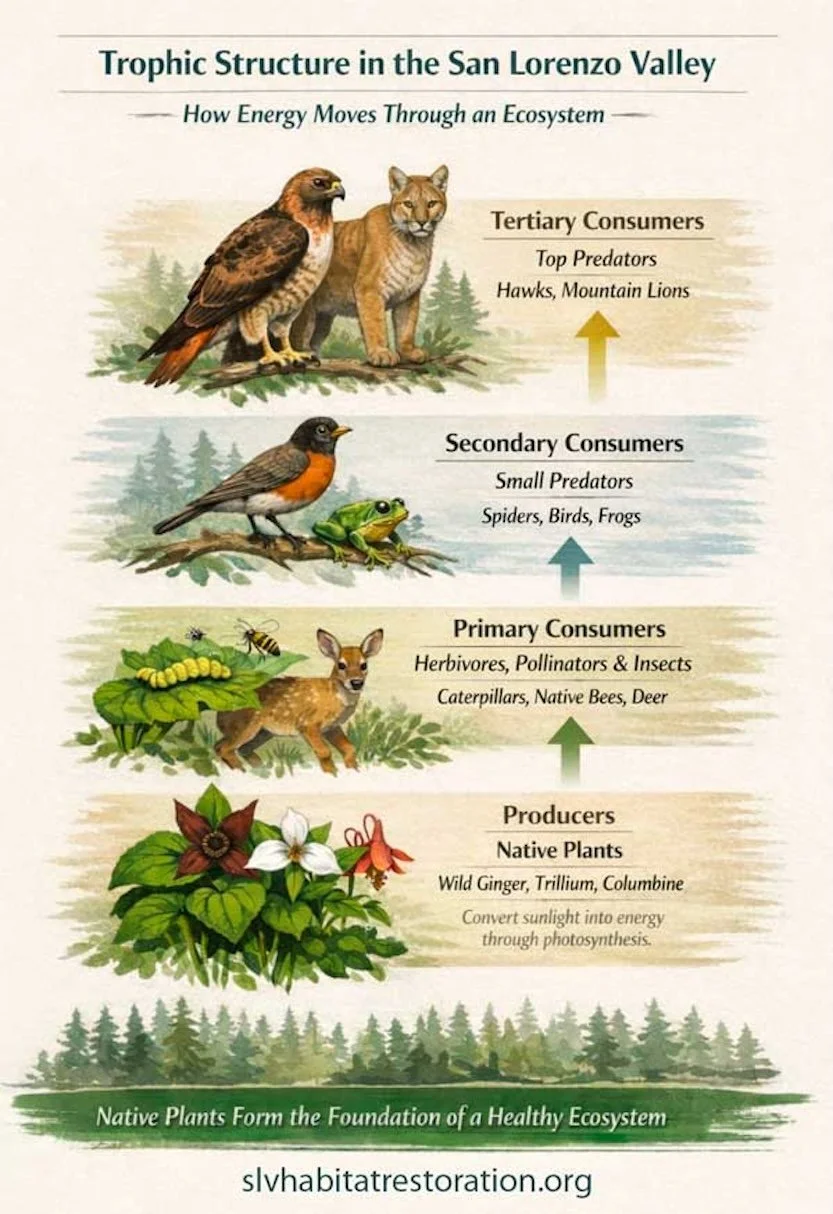 SLV Native Habitat Restoration: Understanding Trophic Structures