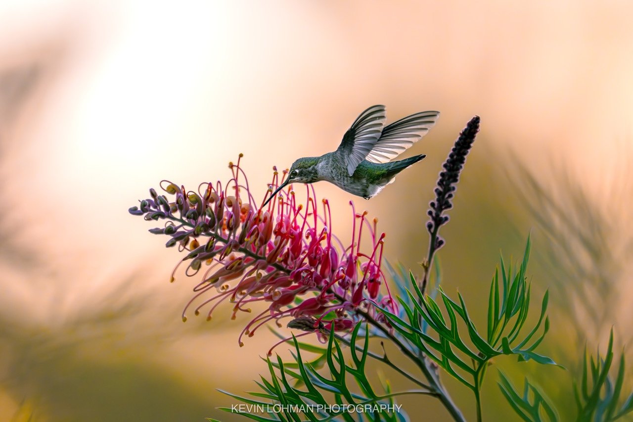 UCSC Arboretum: March is Hummingbird Month! March 1 - 31