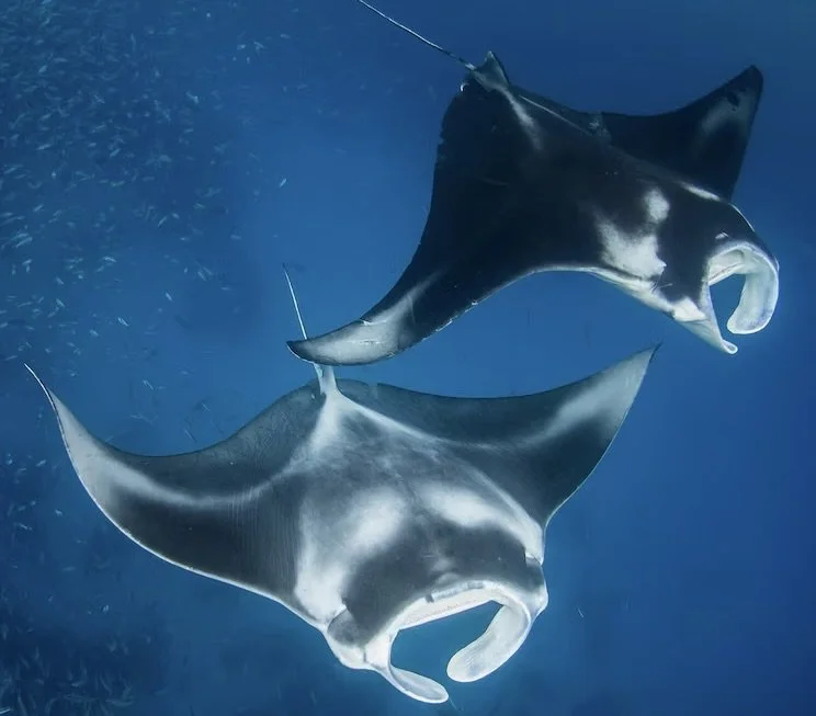 Happy Eco News: International Summit Grants Historic Shark and Ray Protections