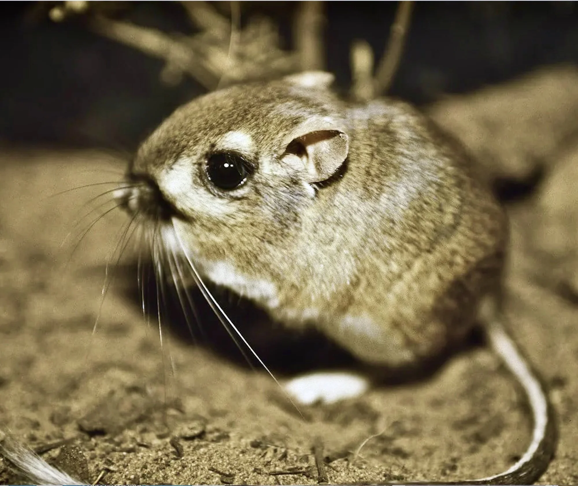 Midpen Regional Open Space: New Genetics Study Reveals Rarity of Santa Cruz Kangaroo Rats