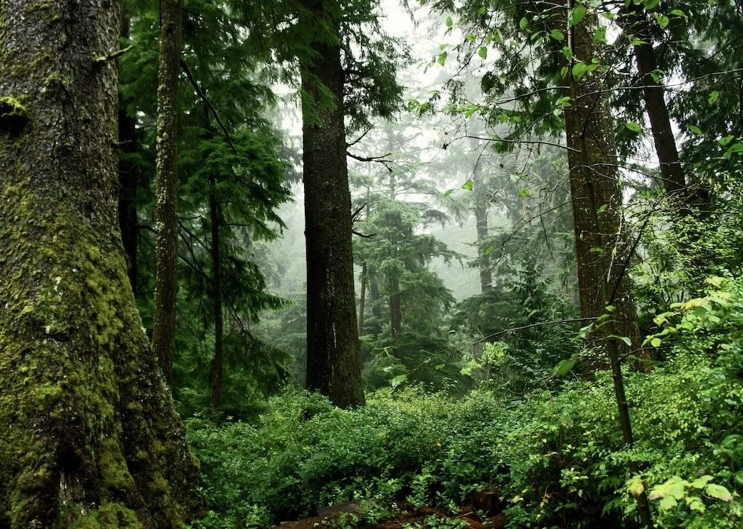 Center For Biological Diversity: Protect Old-growth Forests in Oregon