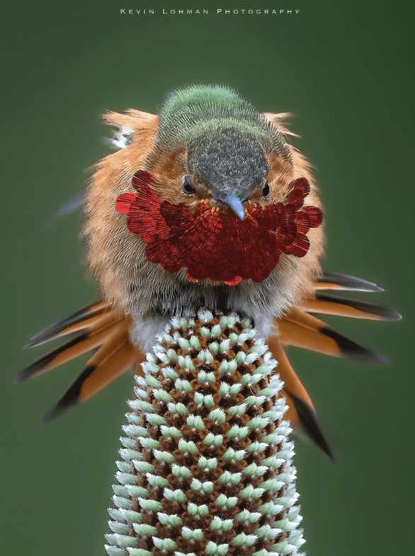 UCSC Arboretum: Tips &amp; Tricks for Photographing Birds – an informal workshop with Kevin Lohman, March 28, 9 – 11 am 