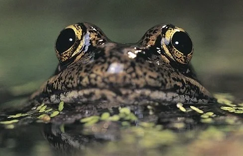 SC Museum Of Natural History: Protecting the California Red-Legged Frog in Santa Cruz County, March 24, 6 - 8 pm