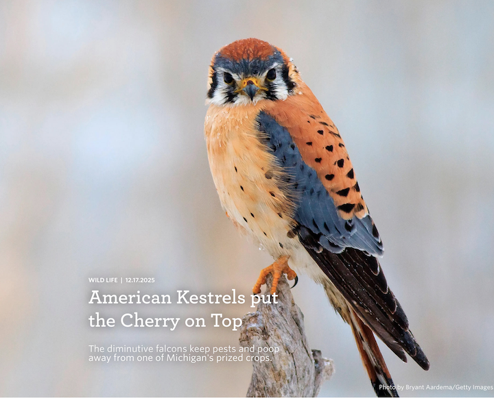 Climate Action Now: Kestrels Aid Cherry Farmers
