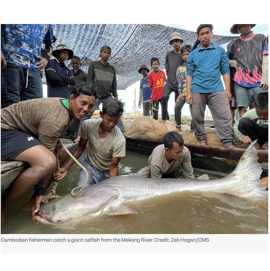Inside Climate News: Earth’s Greatest Underwater Migrations Are Disappearing