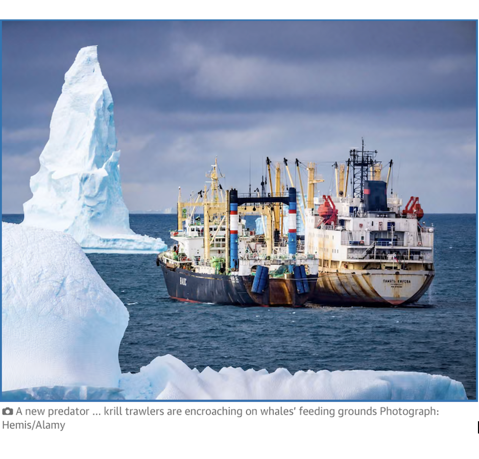 The Guardian: Antarctic whales’ remarkable comeback is threatened by krill fishing