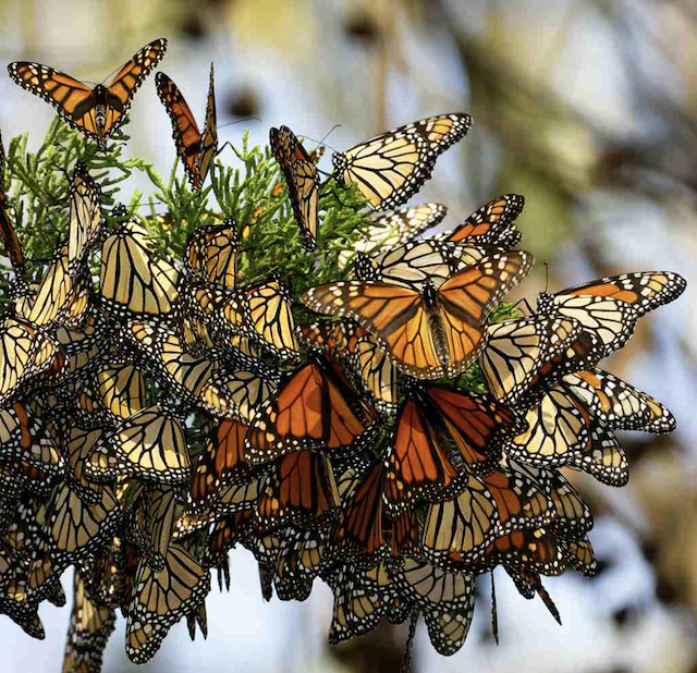 Climate Action Now: Monarch Butterfly Biosphere Reserve News from Mexico