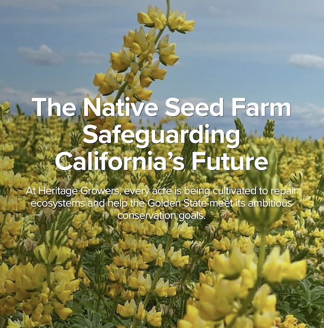 Reasons To Be Cheerful: The Native Seed Farm Safeguarding California’s Future