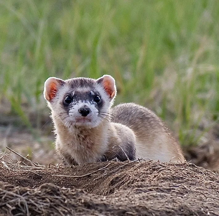 E&amp;E NEWS: Judge Nixes Trump Changes to Endangered Species Act Regs