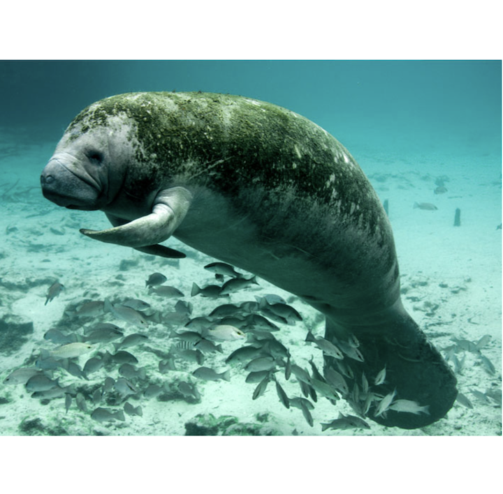 Earthjustice: Victory to Protect Florida’s Wetlands and Wildlife