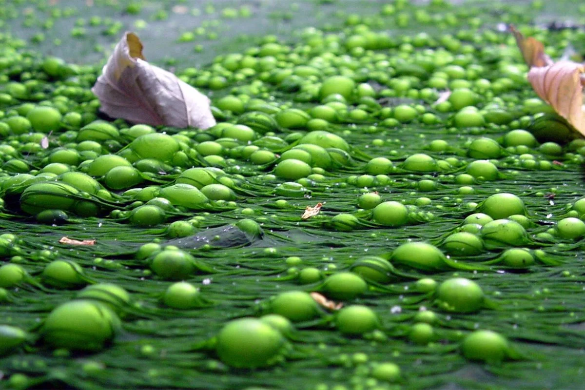 Union of Concerned Scientists: Protect our California Water, Lands, Air and Health