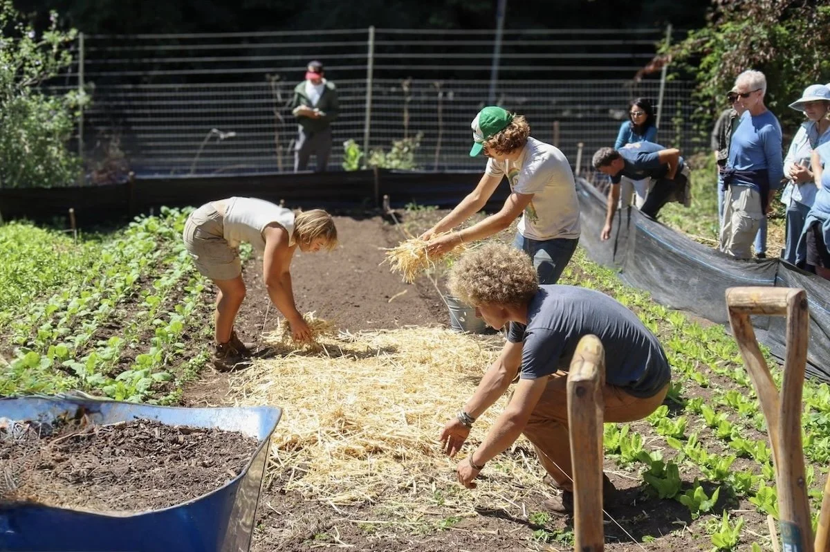 UCSC Farm: Volunteer Workday, May 23 , 11 am – 1 pm