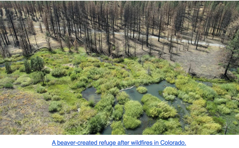 Climate Action Now: Beavers Excel At Creating carbon-sequestering wetlands
