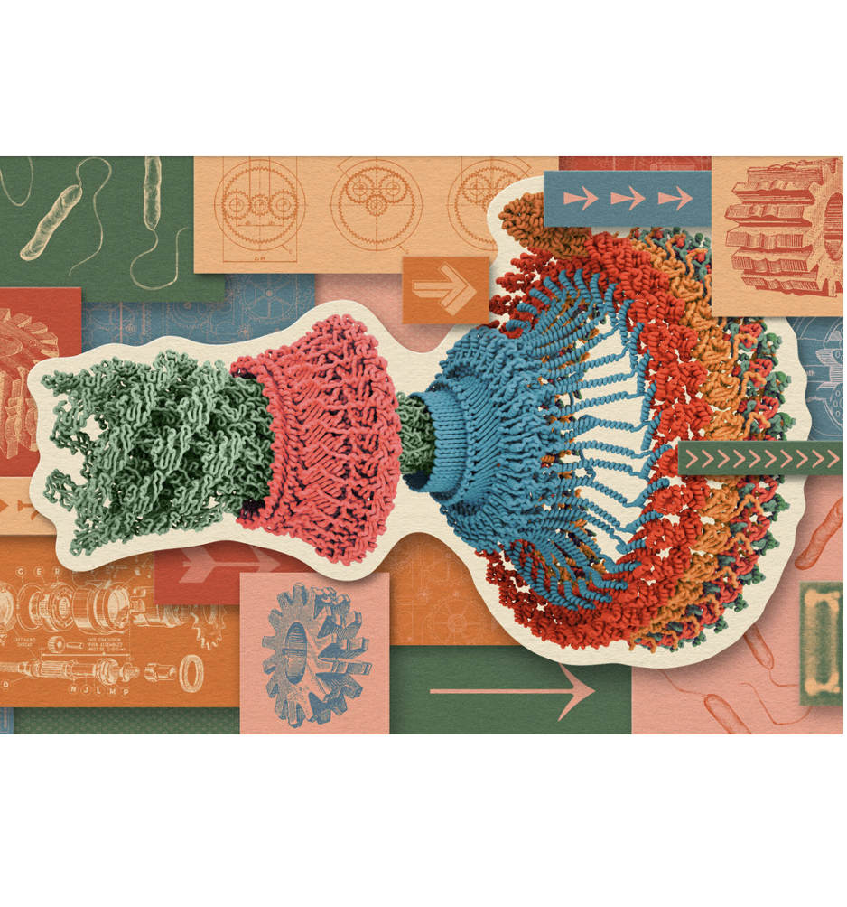Quanta Magazine: What Physical ‘Life Force’ Turns Biology’s Wheels?
