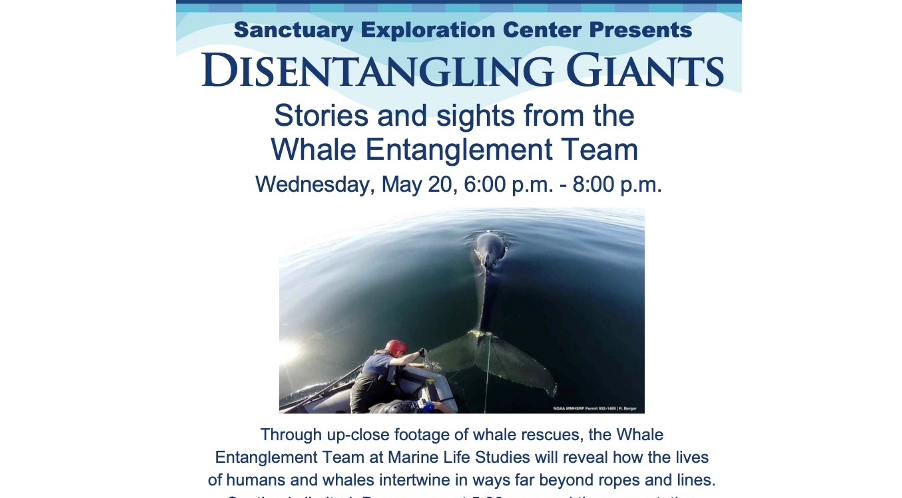 Disentangling Giants: Sights and Stories from the Whale Entanglement Team, May 20, 6 - 8 pm
