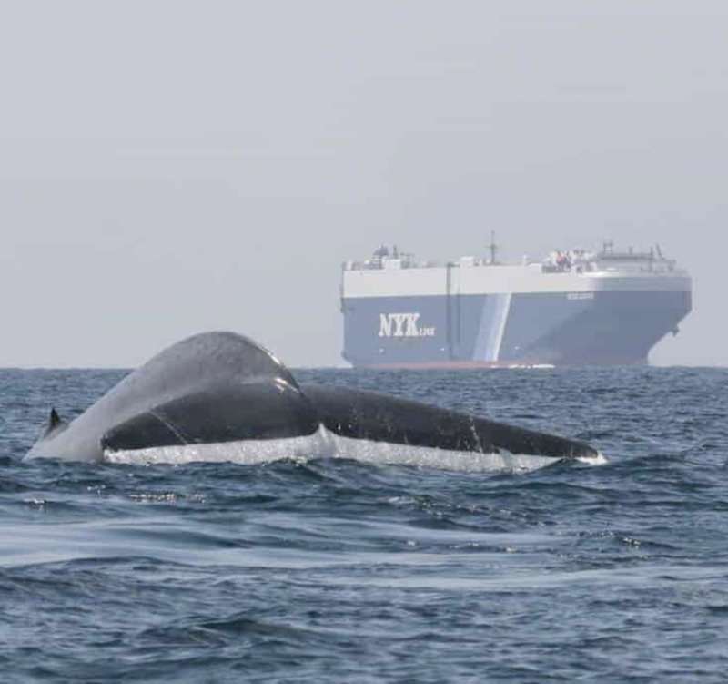 Center For Biological Diversity: Speak Up for Whale-Safe Ship Speeds