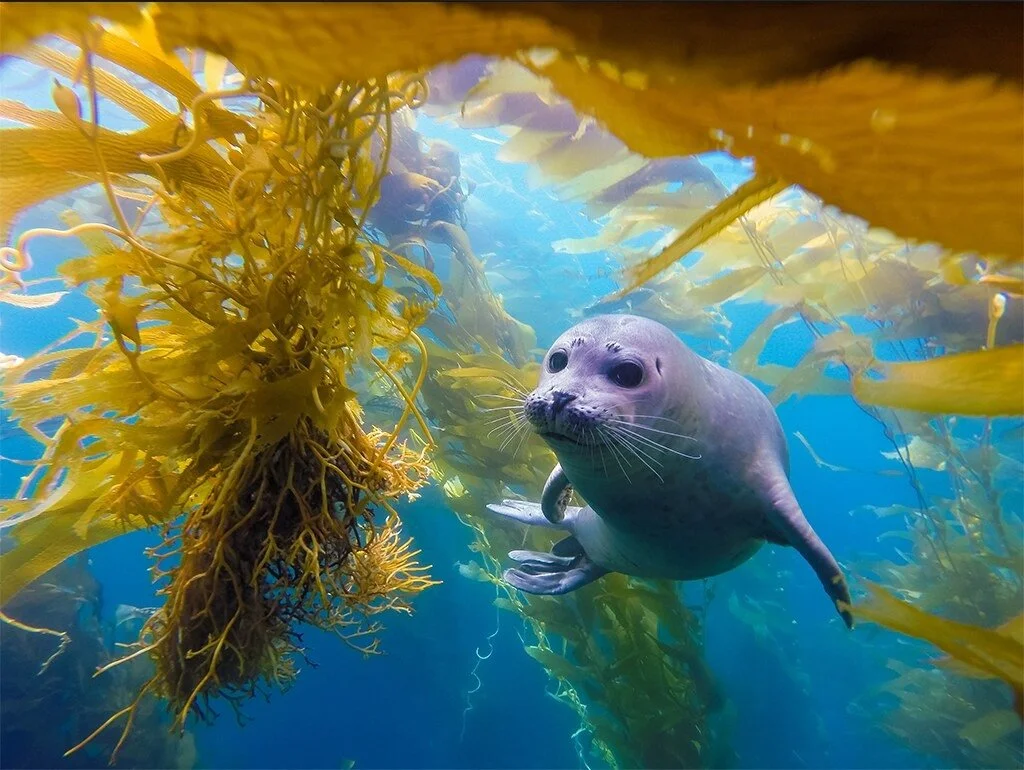 Ocean Conservancy: Responsible Marine Carbon Dioxide Removal