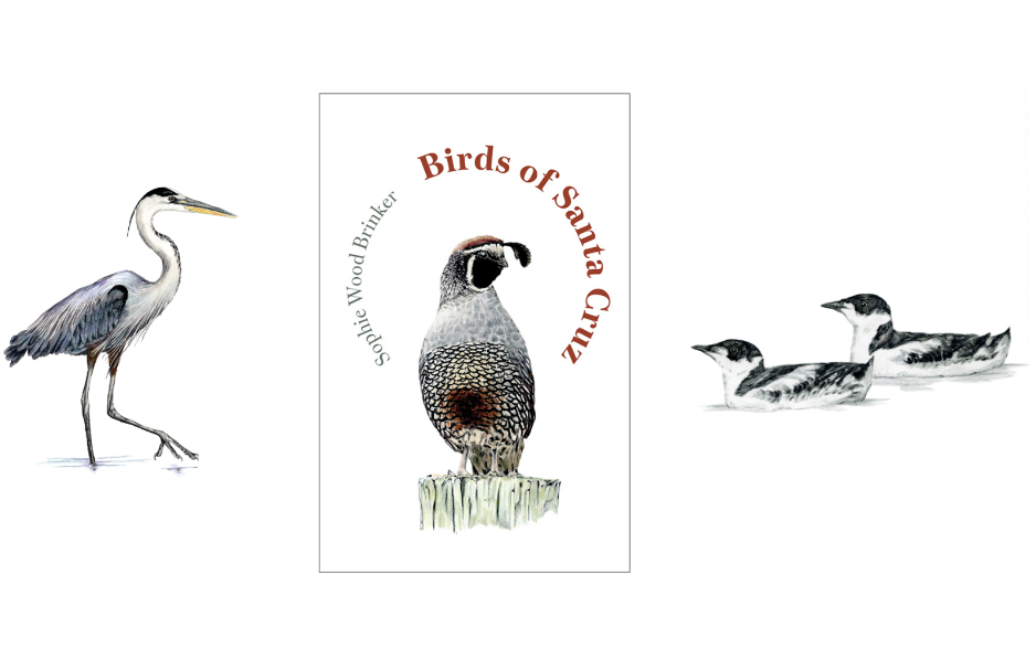 SC Museum of Natural History: Naturalist Night - Illustrating the Birds of Santa Cruz, May 21, 6 - 8 pm