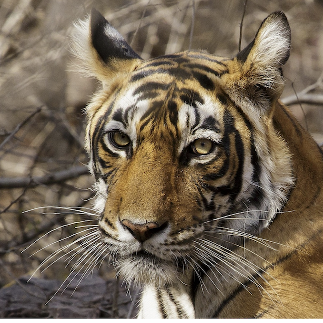 Mongabay: Facebook is the Market Place for Illegal Wildlife Trade