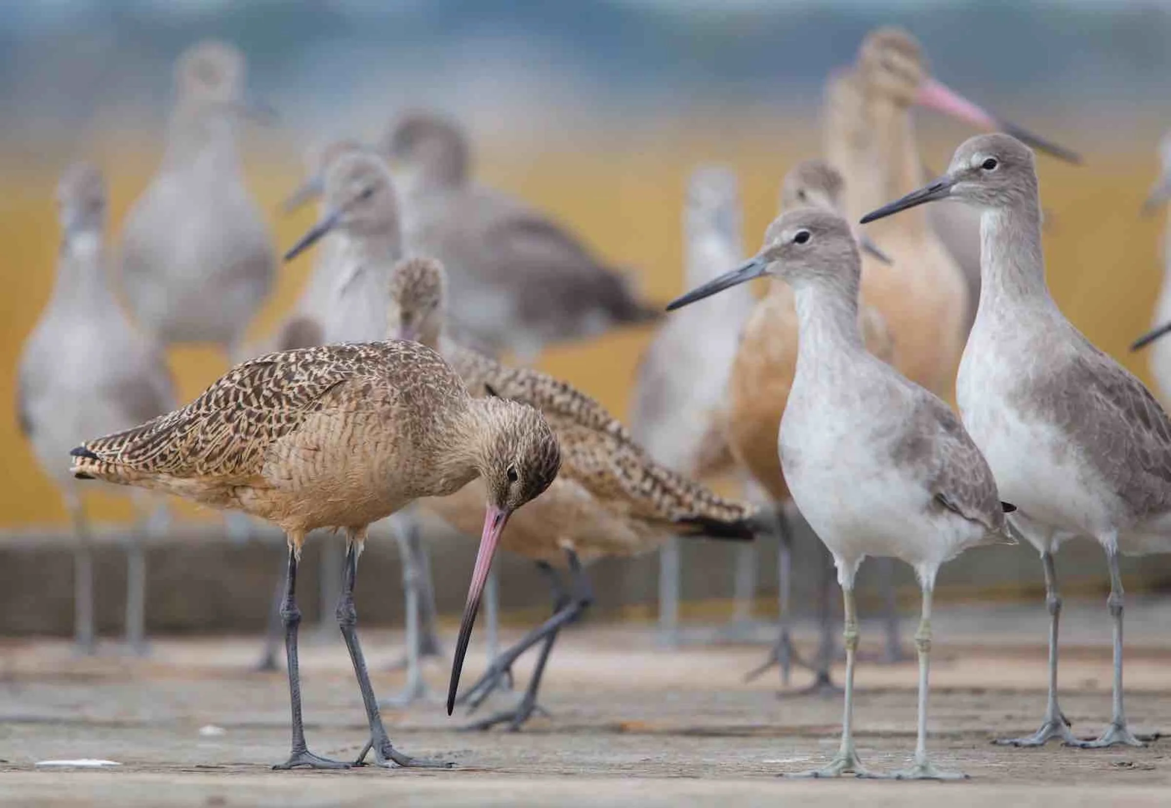 Audubon: Take Action for Seabirds and Shorebirds