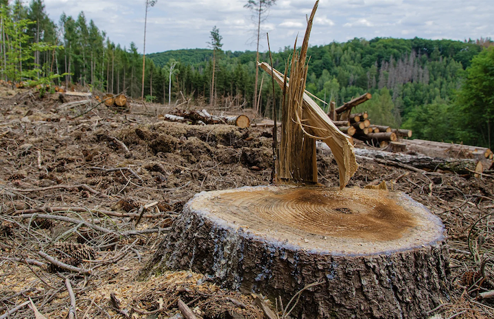 Environment California: Defend Our Forests From Destructive Logging