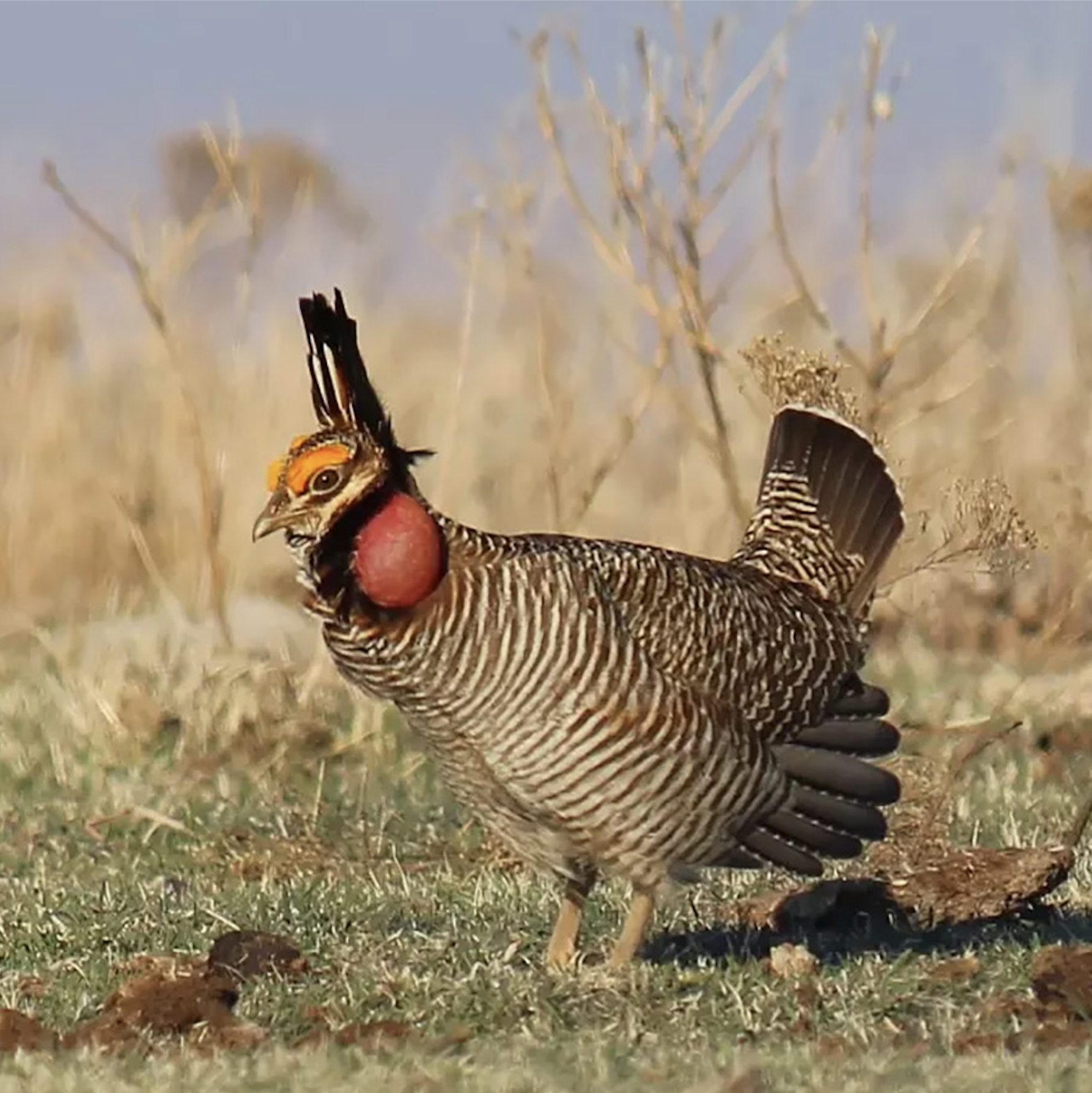 National Audubon Society: We're Giving Birds 500,000 Acres of Rancher-Powered Conservation