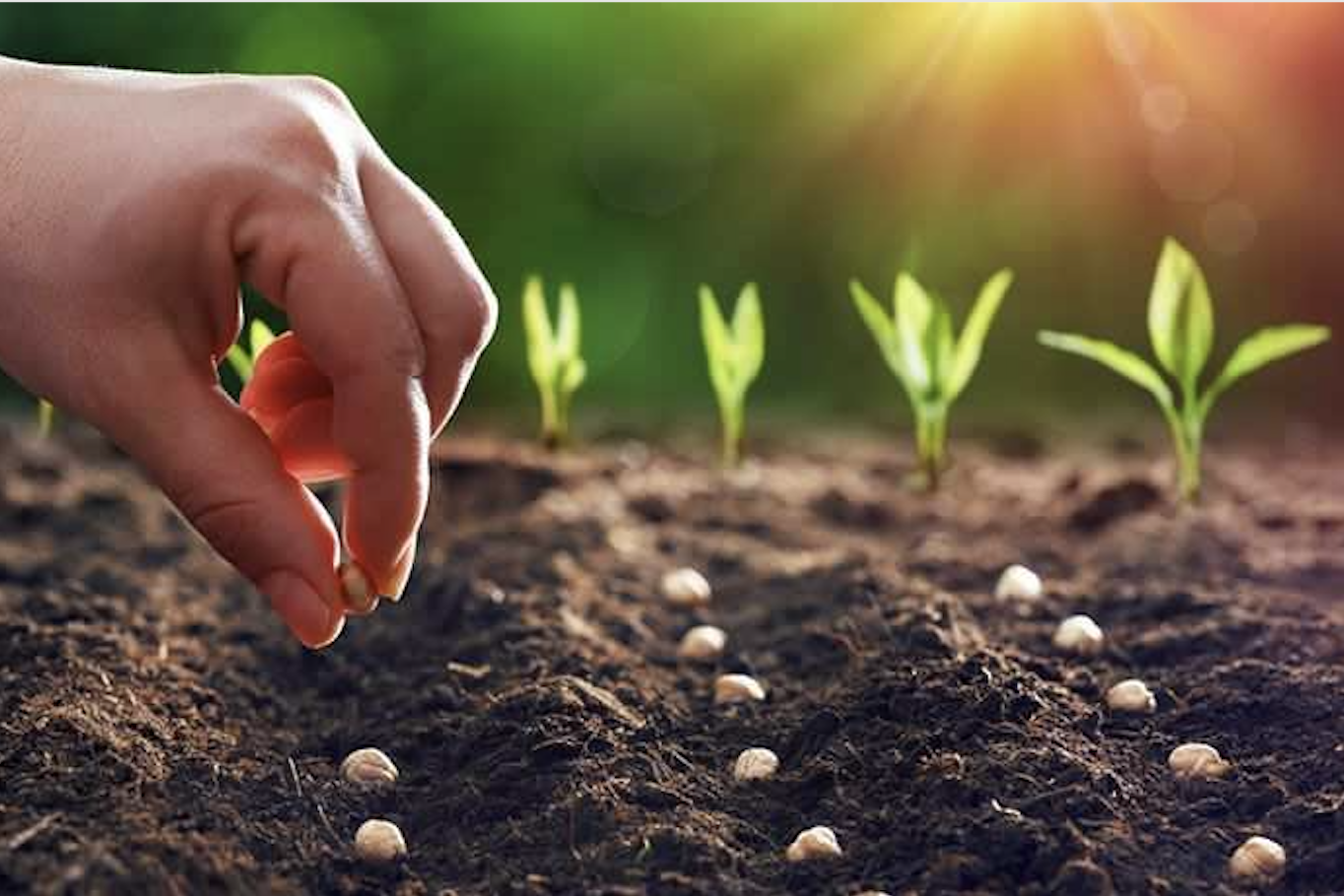 Santa Cruz Zen Center: Touching Grief, Planting Hope - An Earth-Based Healing and Visioning Ceremony, June 4, 6 - 7:30 pm 