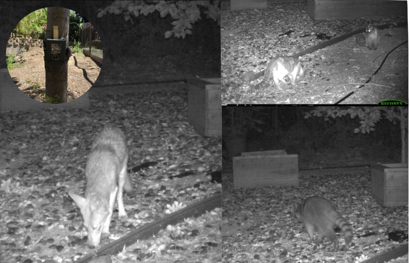 UCSC Center For Agroecology: Wildlife Cameras and Other Methods for Assessing Backyard Biodiversity, Aug 2, 9 am - Noon