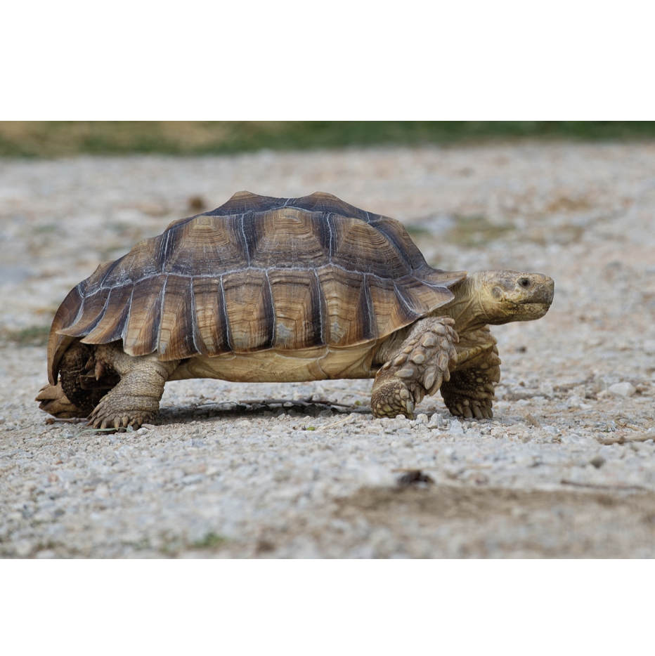 Climate Action Now: Reintroduced Tortoises Helped Reverse Desertification on Edge of Sahara