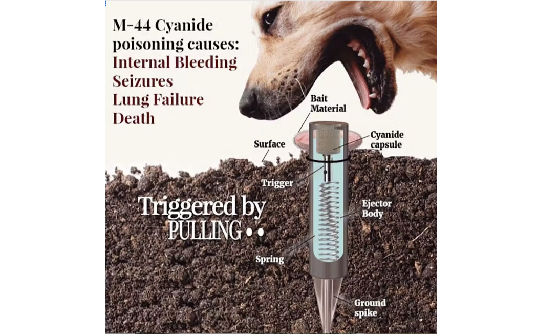 Environment California: Tell the BLM - No cyanide bombs on public lands