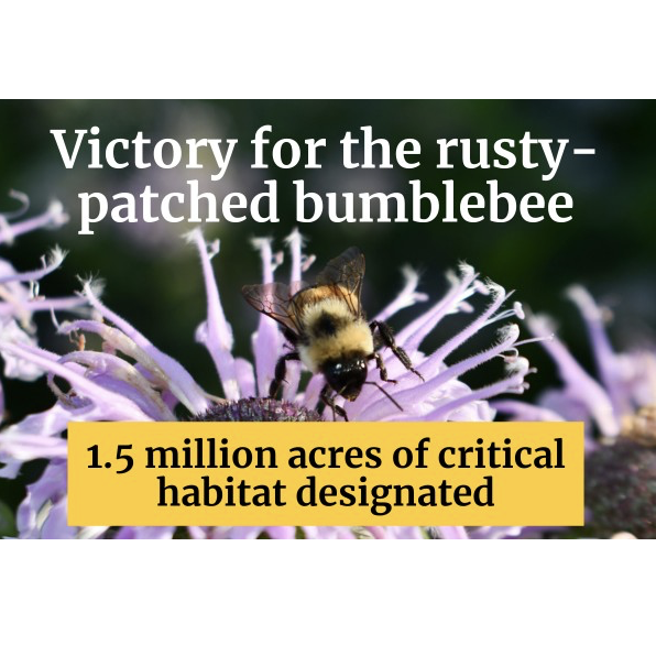 Environment California: Rusty-patched Bumblebee Gains Protection