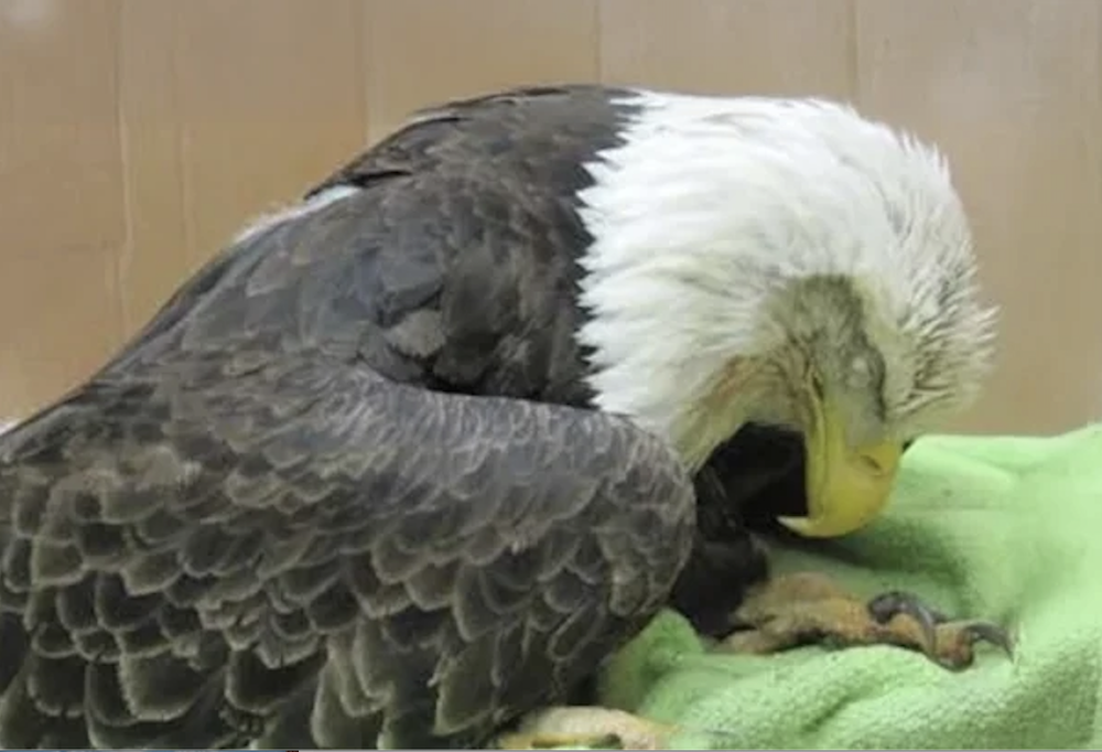 Center For Biological Diversity: Keep Toxic Lead Out of Wildlife Refuges