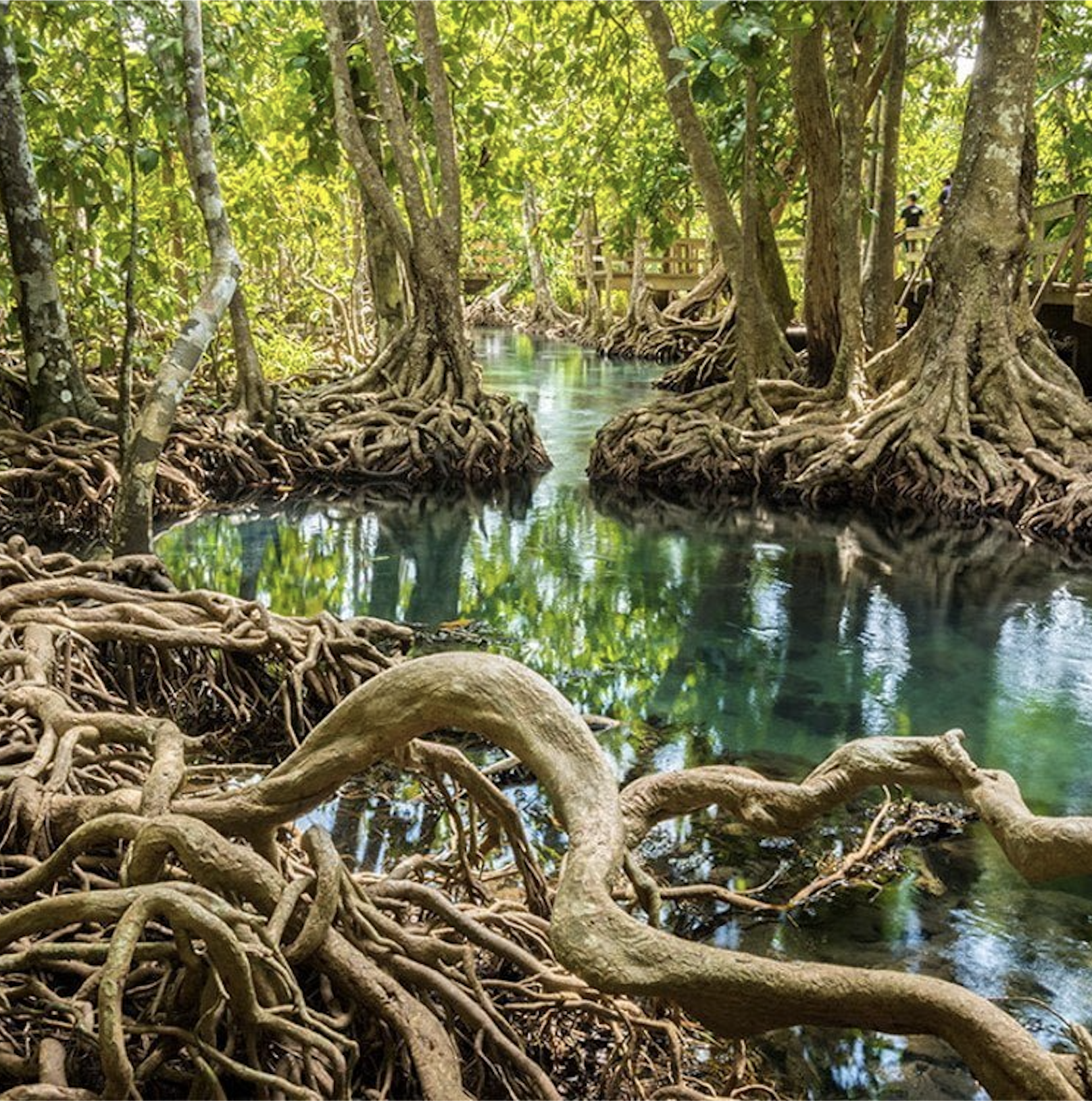 Positive News: Mangrove forests staged a global comeback