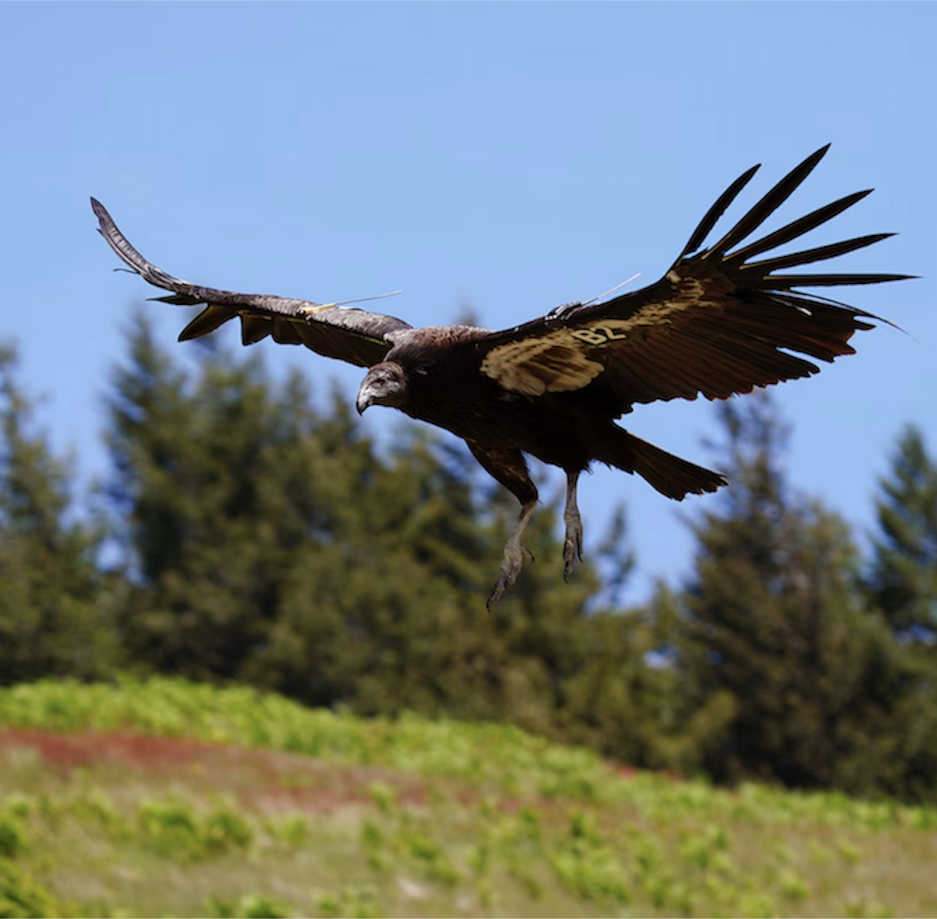 Oregonian: Condor flies into Oregon for first time in over 120 years