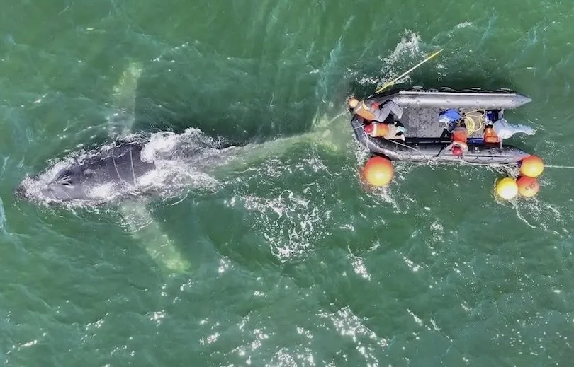 Center For Biological Diversity: Protect Whales From Deadly Entanglement