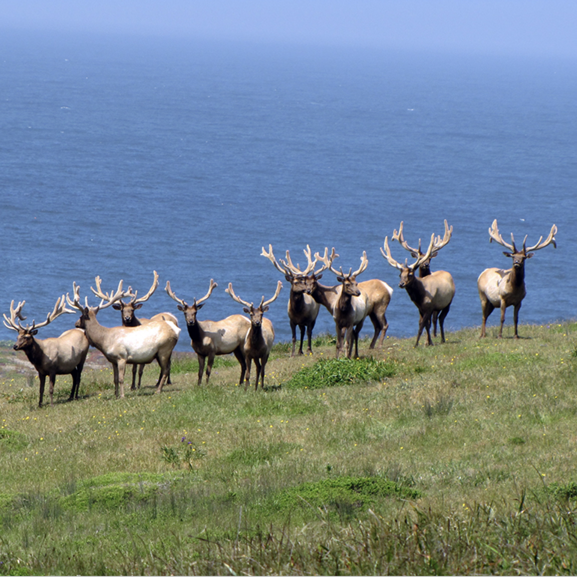 The Revelatory: Rewinding Point Reyes