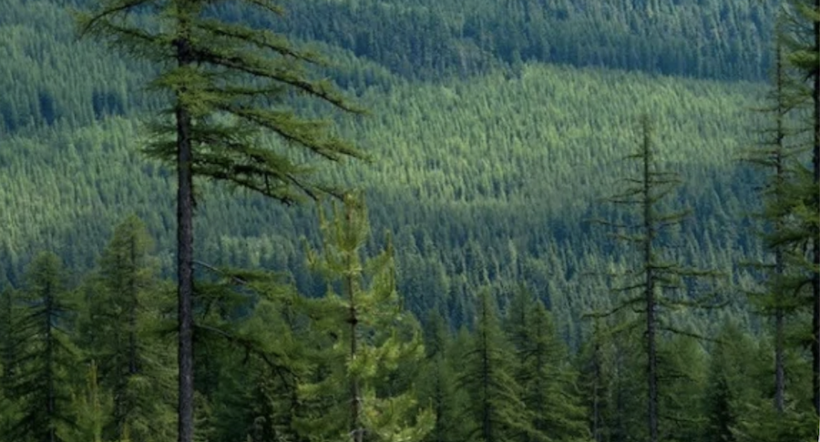 Environment California: Take Action To Protect 11 Million Acres of Forest