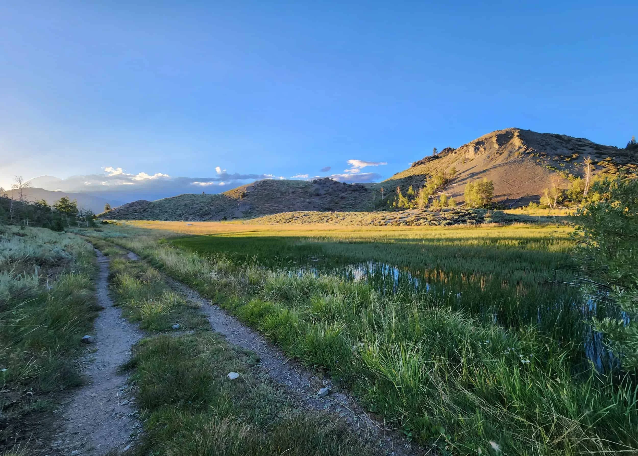 CalWild: Defend Our California Grasslands
