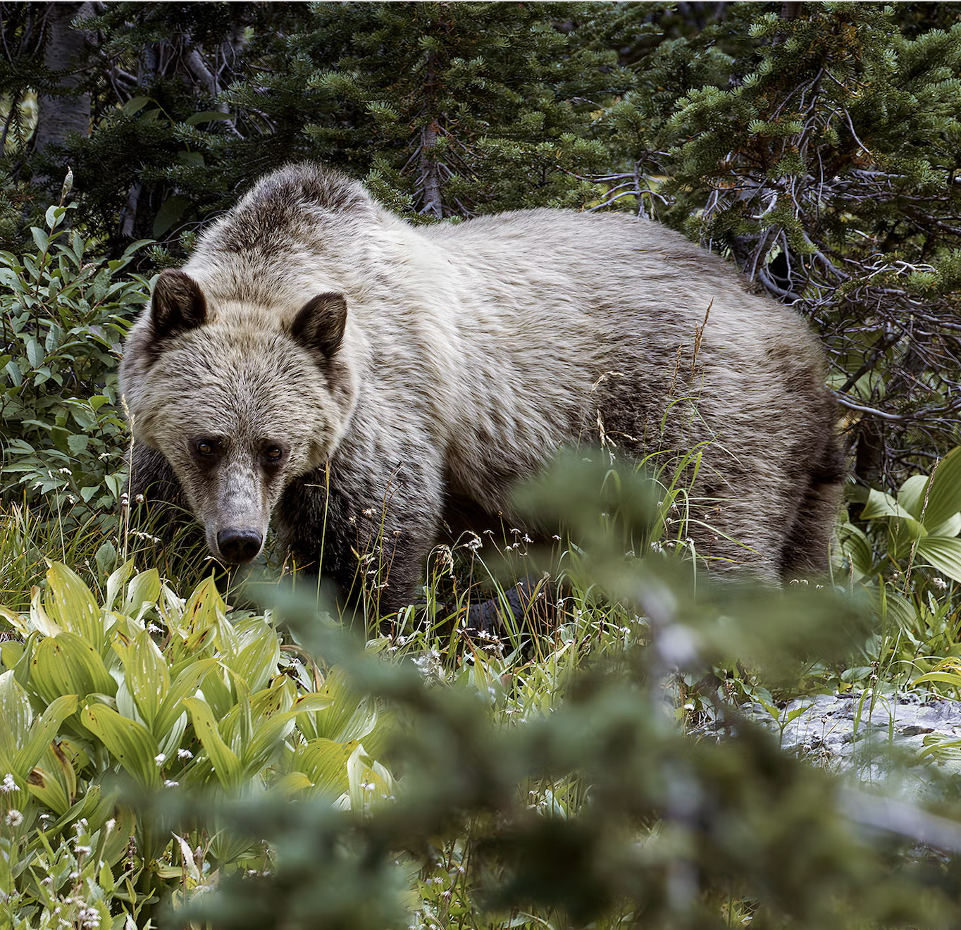 Earthjustice: A win for bears and trout in Montana